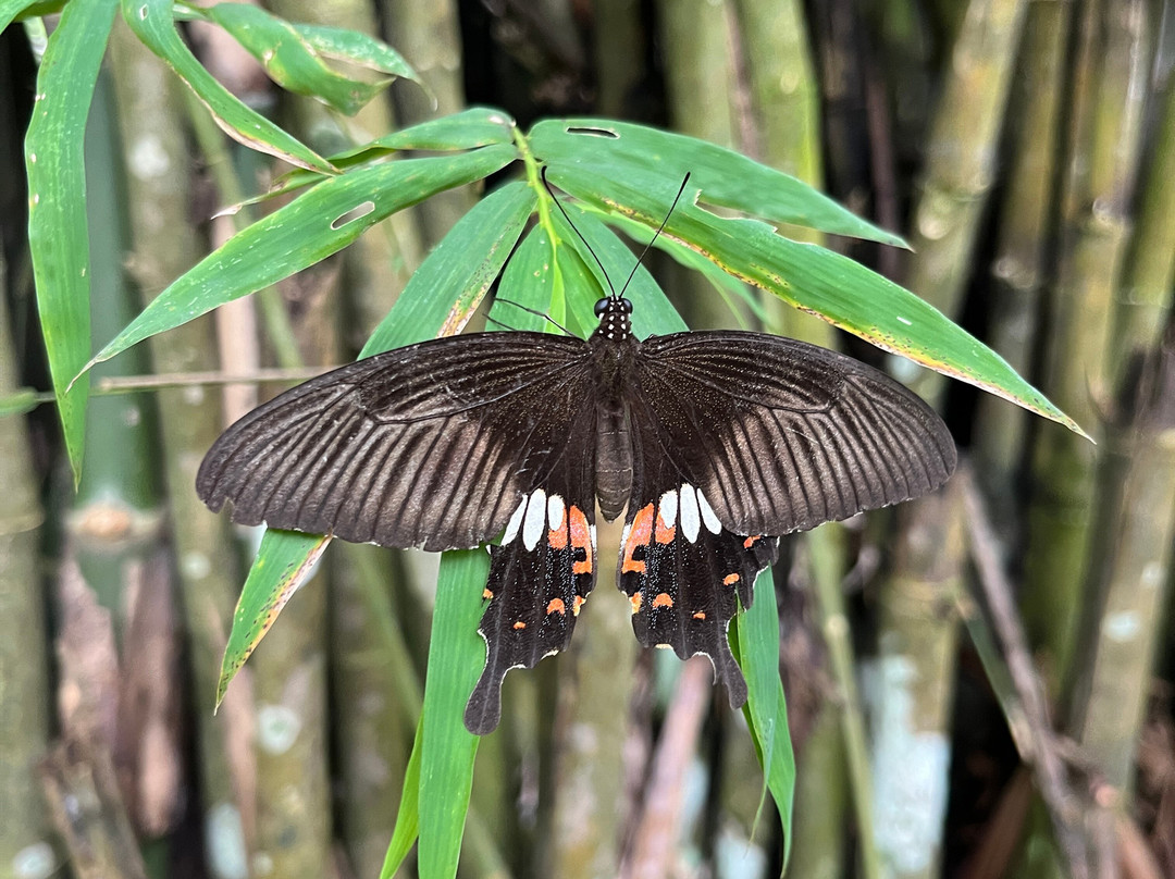 Langkawi Cooking School at Buluh & Tebing Organic Farm-兰卡威必去景点