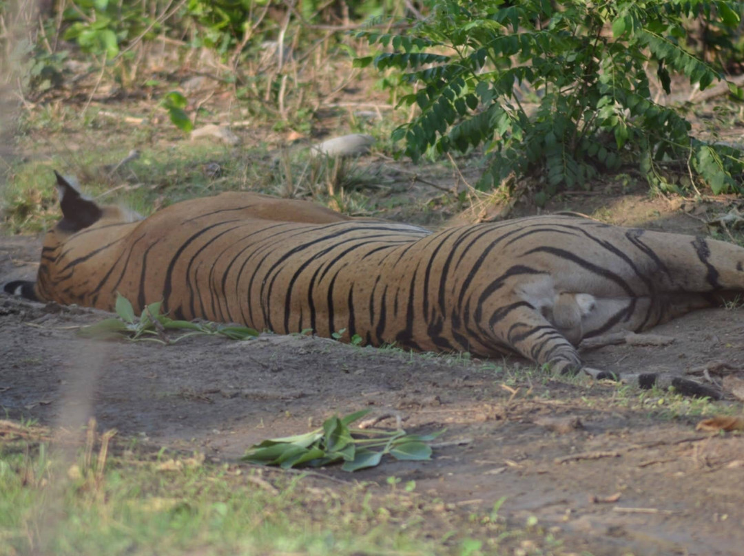 Jim Corbett Jungle Safari JCJS | Jeep Safari-Dhikuli必去景点