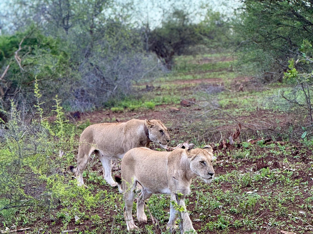 Sentashya Safaris-玛洛斯帕克必去景点