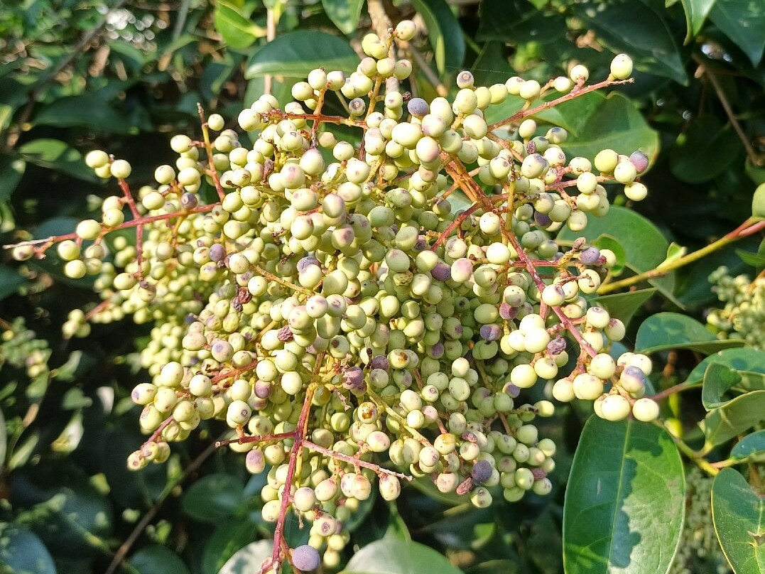 Parco Papa Giovanni Paolo Ii-塞雷尼奥必去景点