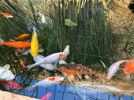 The Gardens at The Newt in Somerset-Shepton Montague必去景点