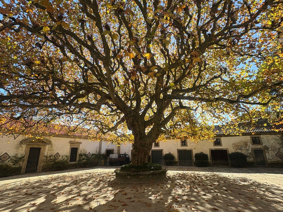 Palacio dos Condes de Anadia-Mangualde必去景点