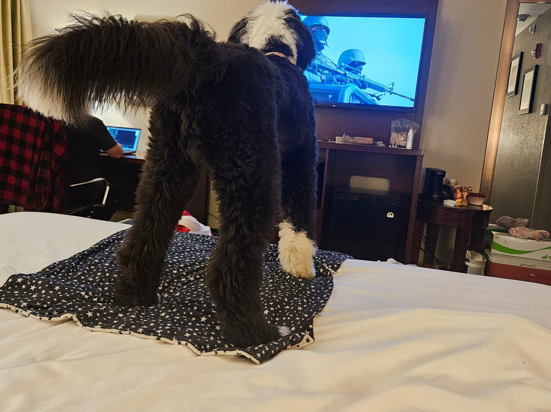 Comfort Inn and Suites Lincoln City主图