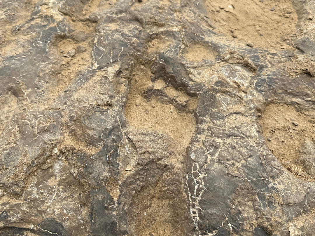 Kuiseb Delta Adventures-华维斯湾必去景点