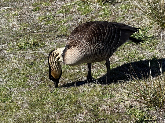 Unique Maui Tours-毛伊岛必去景点