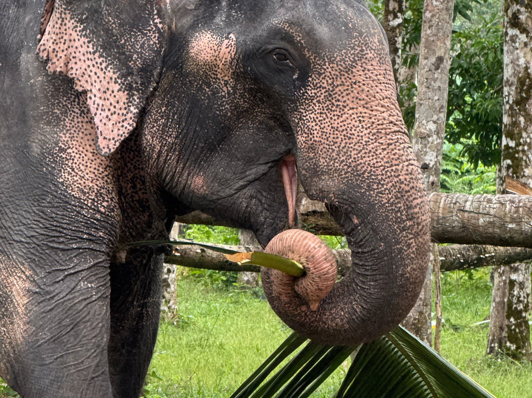 Coconut Elephant Camp Khaolak-Khuekkhak必去景点