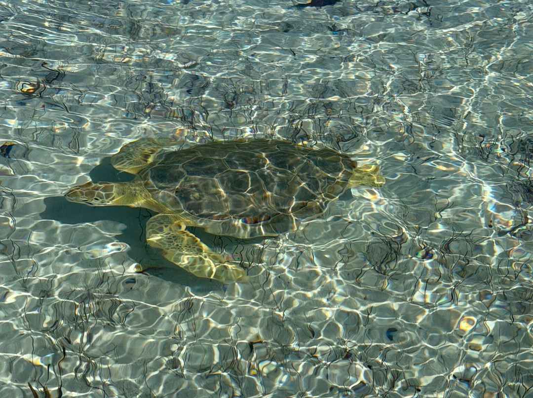 Rising Tide Tours-普罗维登西亚莱斯必去景点