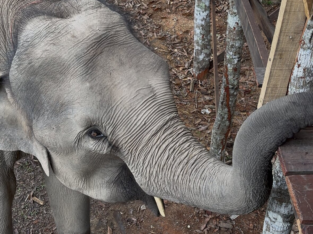 Blue Daily Elephant Care Sanctuary-清迈必去景点