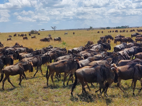 Journeys Beyond Africa-内罗毕必去景点
