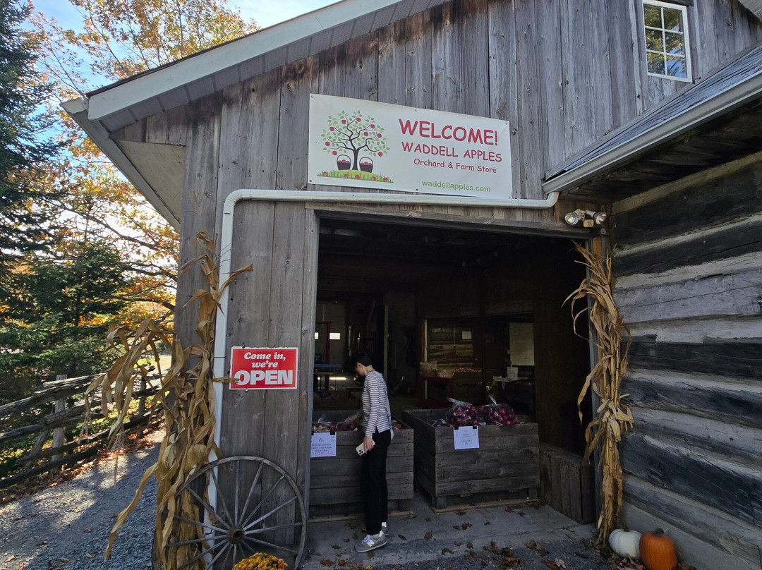Waddell Apples - ﻿ Orchard & Farm Store-金斯顿必去景点