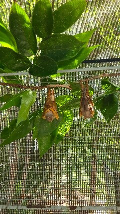 The Bat Hospital Visitor Centre- 阿瑟顿必去景点
