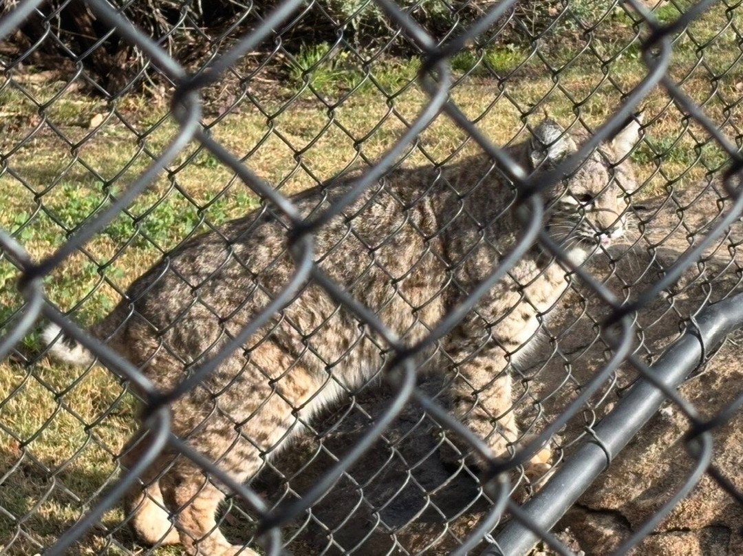 Lions, Tigers & Bears-Alpine必去景点