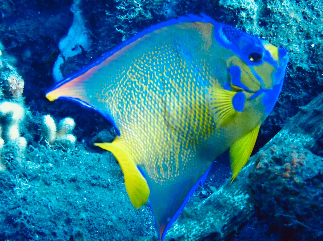 Infini Plongee-Basse-Terre必去景点