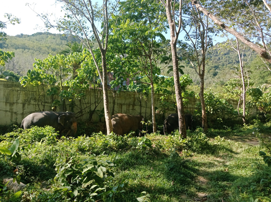 Lanta Island Elephant Lover