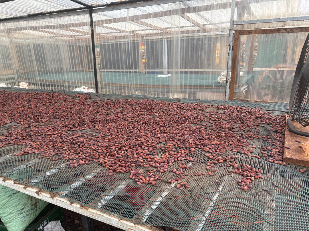 La Mona Galosa Chocolate Farm