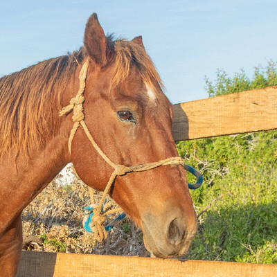 Cerritos Cowboy-Playa Cerritos必去景点