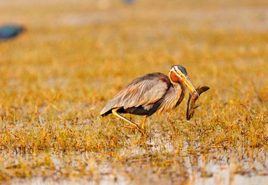 Mangalajodi-Khurda必去景点
