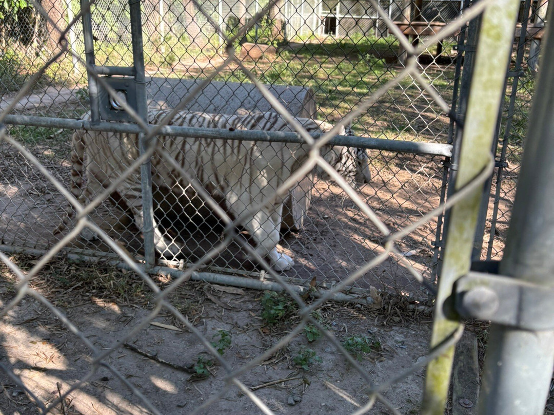 ZWF野生动物园-迈阿密必去景点