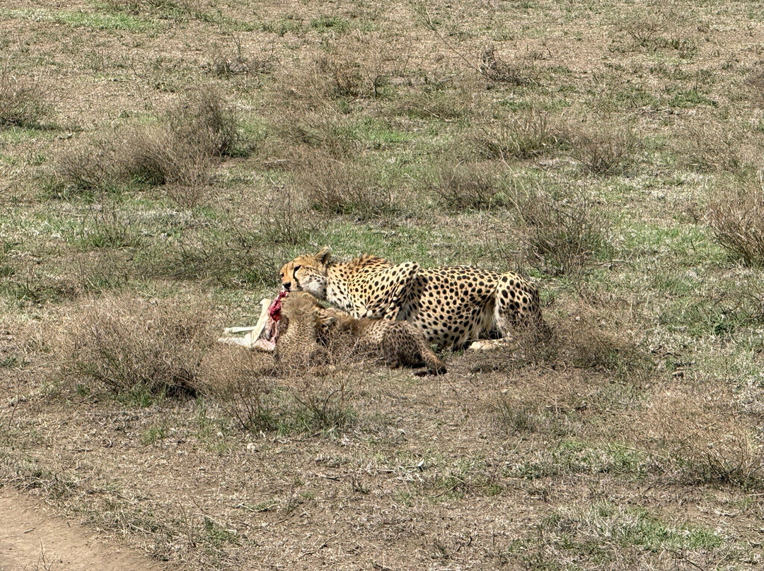 Utopia safaris-阿鲁沙必去景点