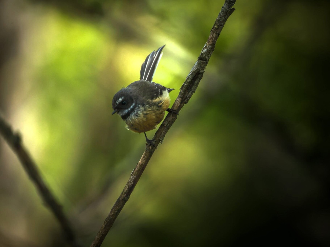 St Anne's Lagoon-Cheviot必去景点