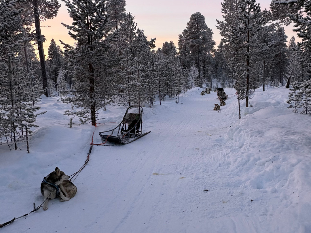 Taigausko Husky Experience-伊纳里必去景点