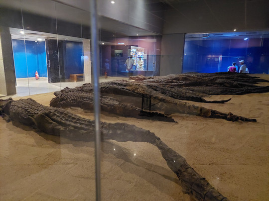 Crocodile Museum-Kom Ombo必去景点