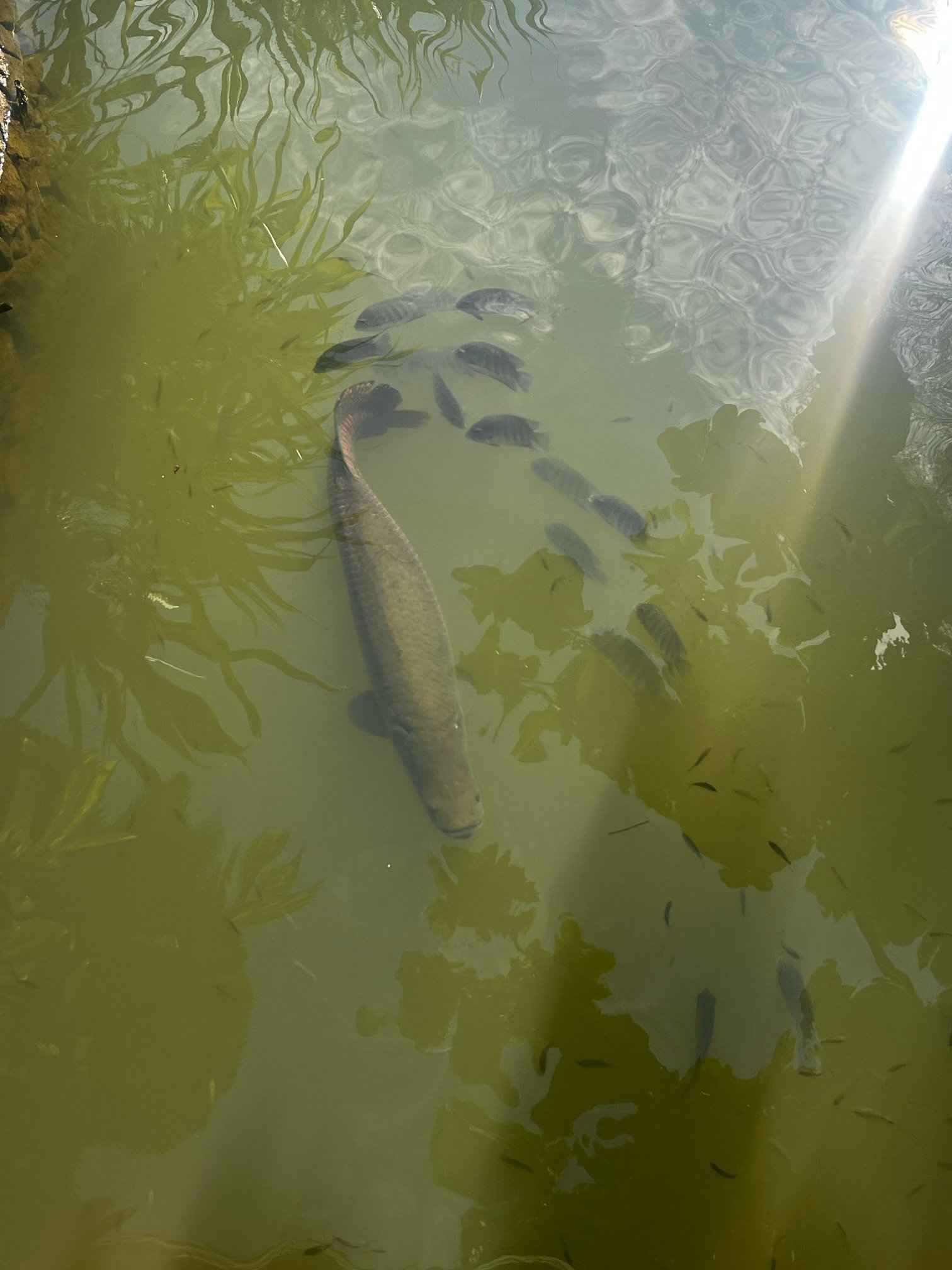 Gokulam Grand Resort & Spa, Kumarakom-浴室