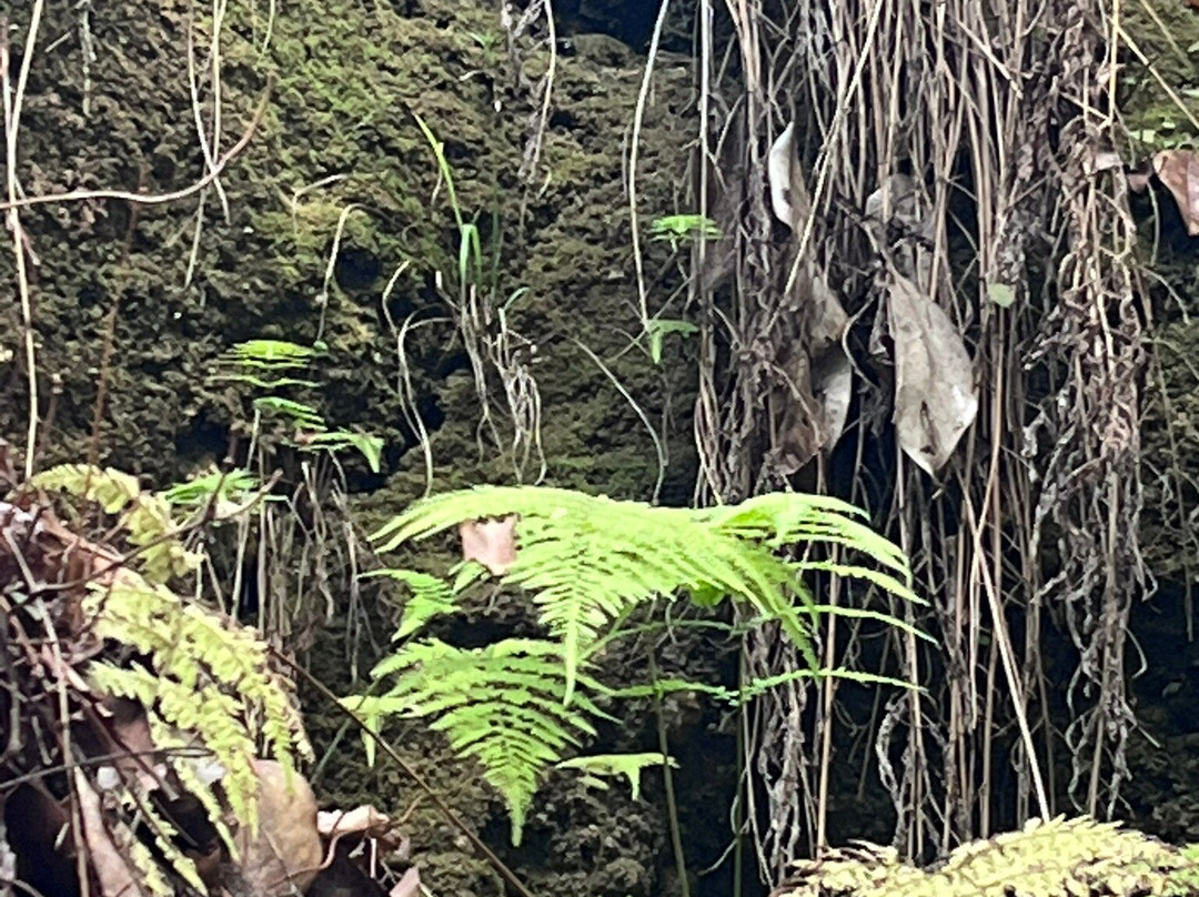 Falling Waters State Park-Chipley必去景点