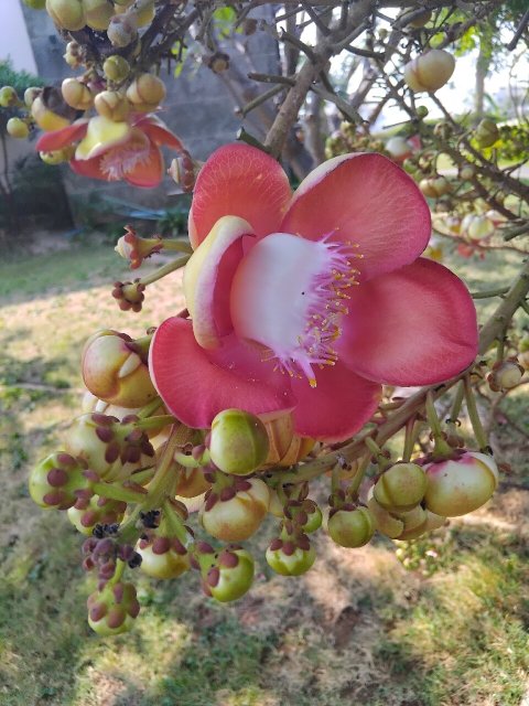 塔拉温泉度假村-官方