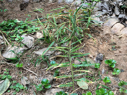 Kandy Spice Walk-康提必去景点