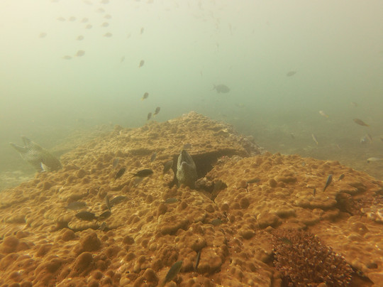 Blue Flow Diving-马斯喀特必去景点