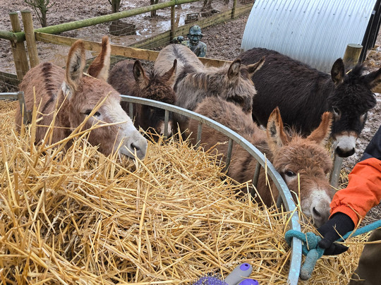 Lucky Tails Alpaca Farm-Atherstone必去景点