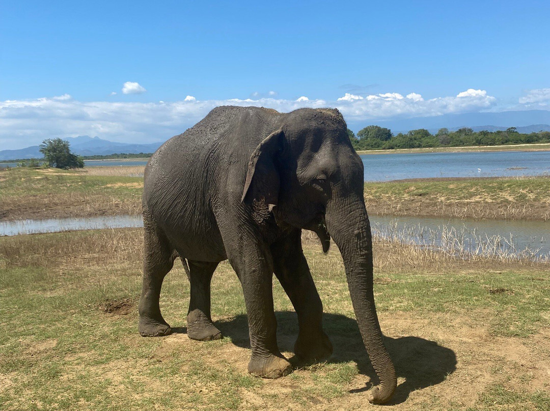 Udawalawe Safari With Sujee-乌达瓦拉瓦必去景点