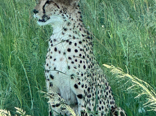 Chase Africa Safaris-鲁德普特必去景点