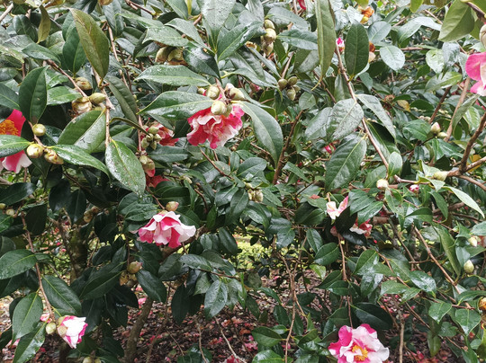 Parque Terra Nostra-富尔纳斯必去景点