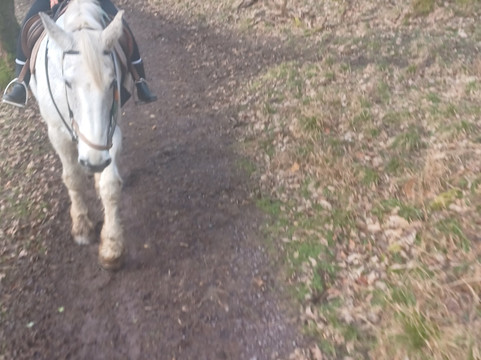 Killarney Riding Stables-基拉尼必去景点