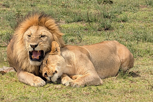 Predators Safari Club-阿鲁沙必去景点