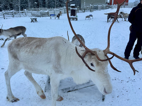 Tatuka Reindeerfarm-Ylitornio必去景点