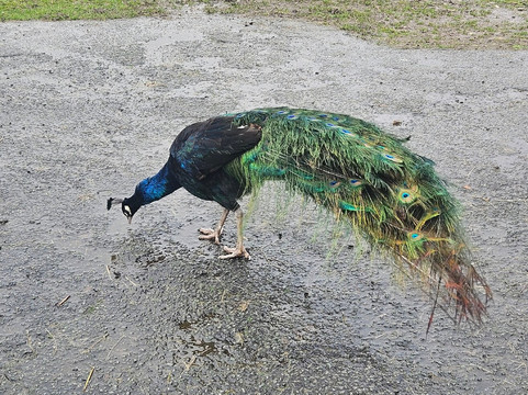 Cheshire Alpacas-Antrobus必去景点