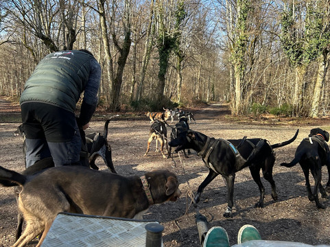 Evasion Canine-枫丹白露必去景点