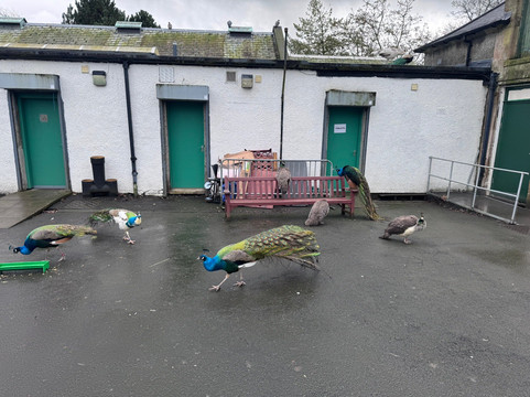 Peacocks in Pittencrieff Park-丹弗姆林必去景点
