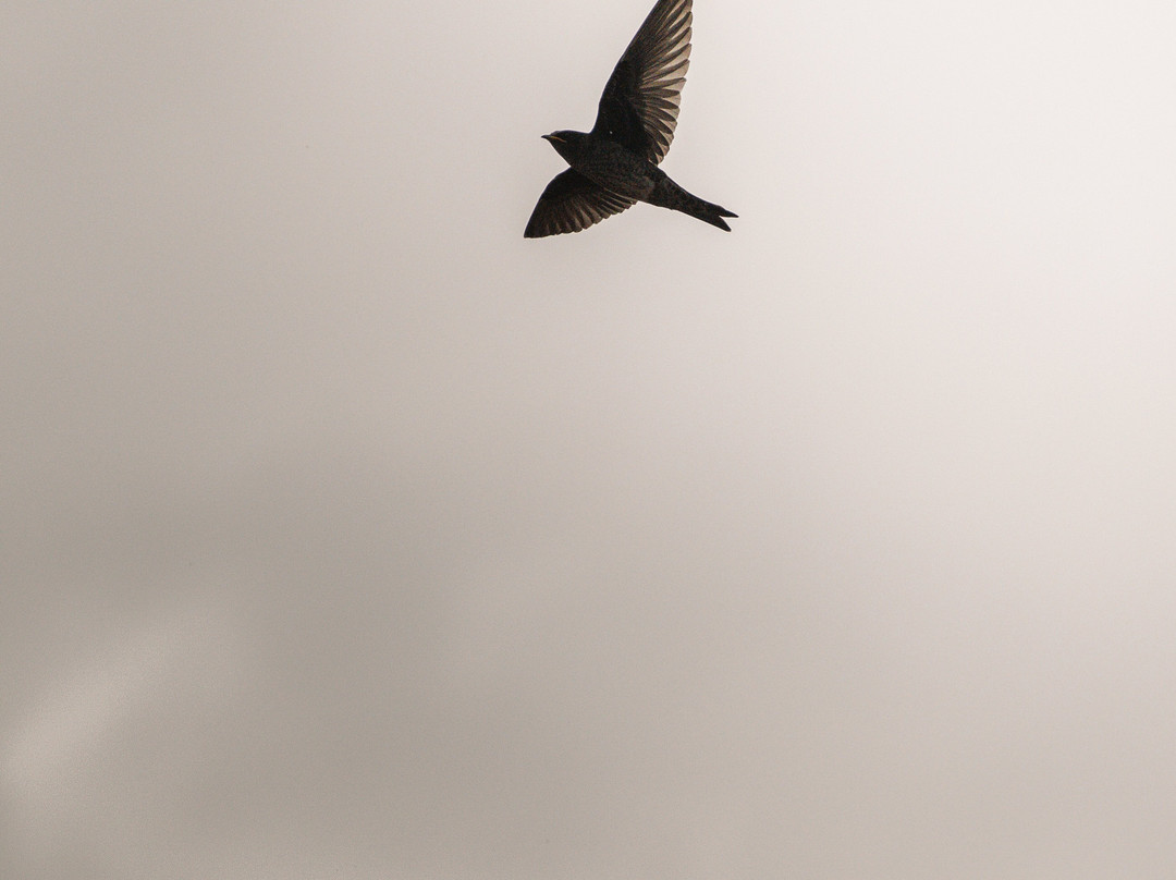 Las Palapas-Potrerillos必去景点