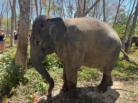 Lanta Island Elephant Lover