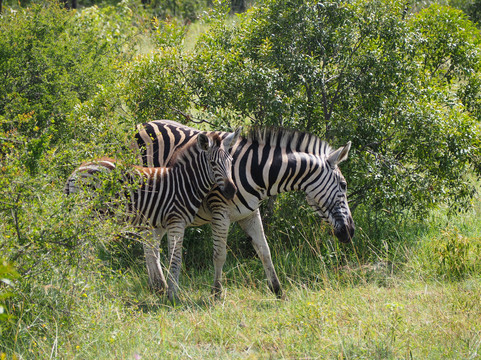 The Kruger Safari Co.-司库库札必去景点