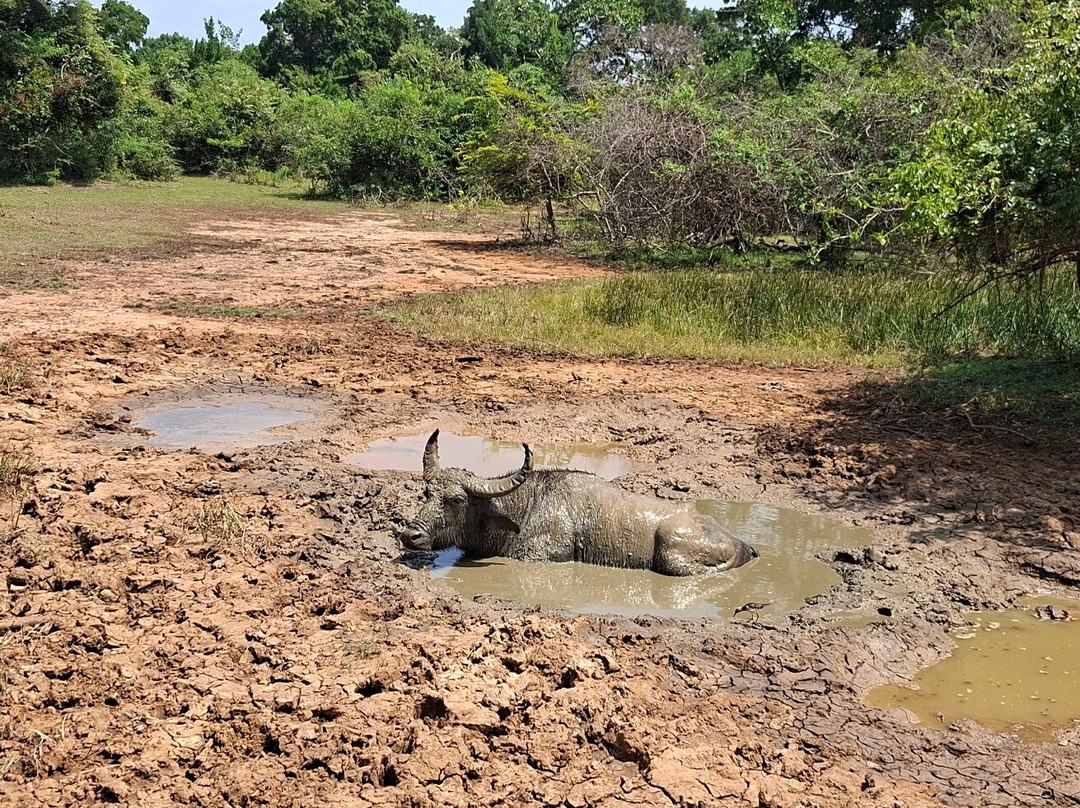 Yala Dreams Wild Safari Tours Sri Lanka-蒂瑟默哈拉默必去景点