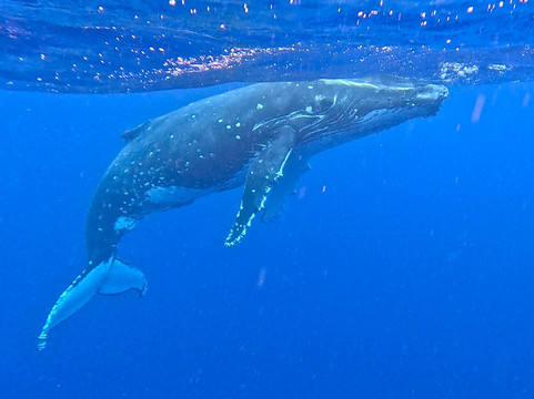 Explore Vava'u-Neiafu必去景点