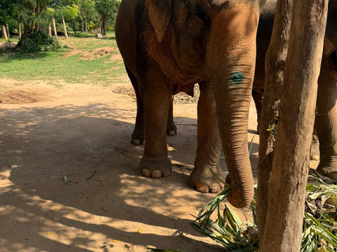 Samui Elephant Sanctuary-波普特必去景点