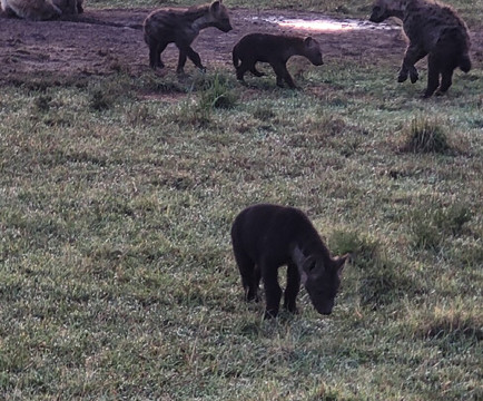 Mara Naboisho Conservancy-纳罗克必去景点