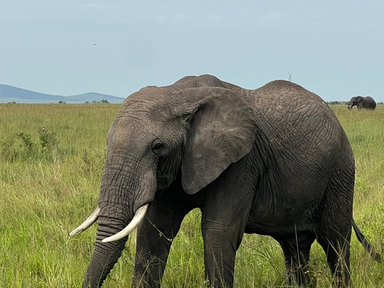 African Gorilla Expeditions-坎帕拉必去景点