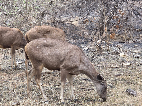 Panna National Park-Panna District必去景点